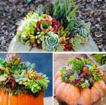 DIY your own professional pumpkin and succulents arrangements, 3 pumpkins included