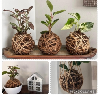 Japanese Art of Kokedama