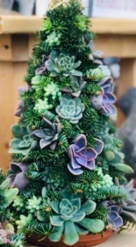 DIY 14 Inch Succulent Christmas Tree Workshop