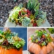Succulent Floral Pumpkin Arrangement
